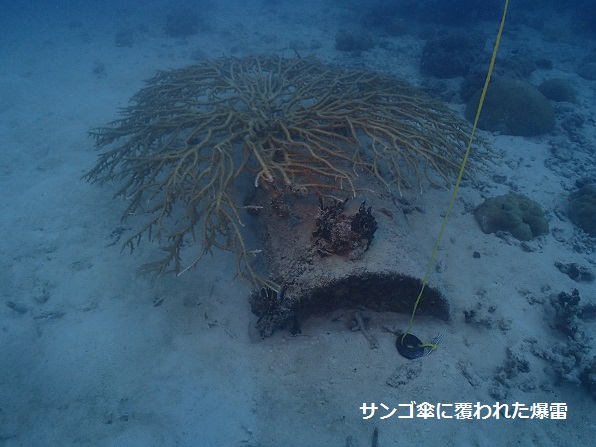珊瑚傘に覆われた爆雷