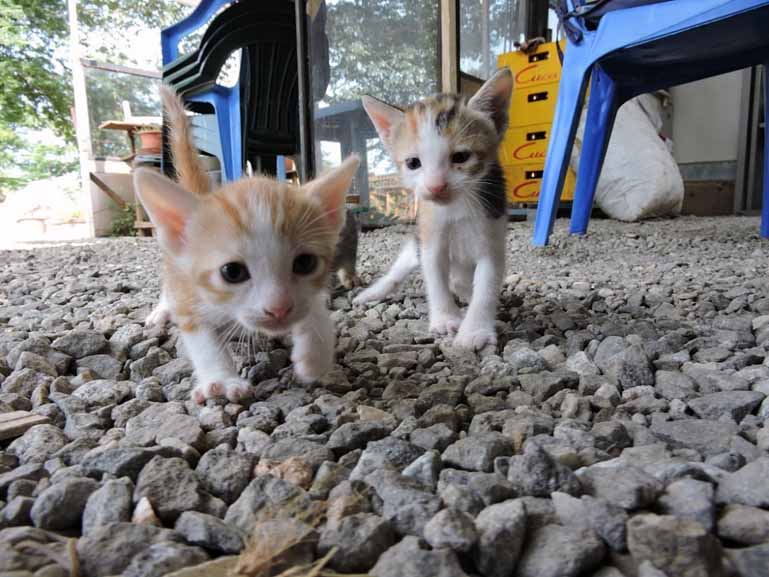 子猫1