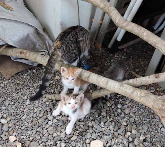 子猫4